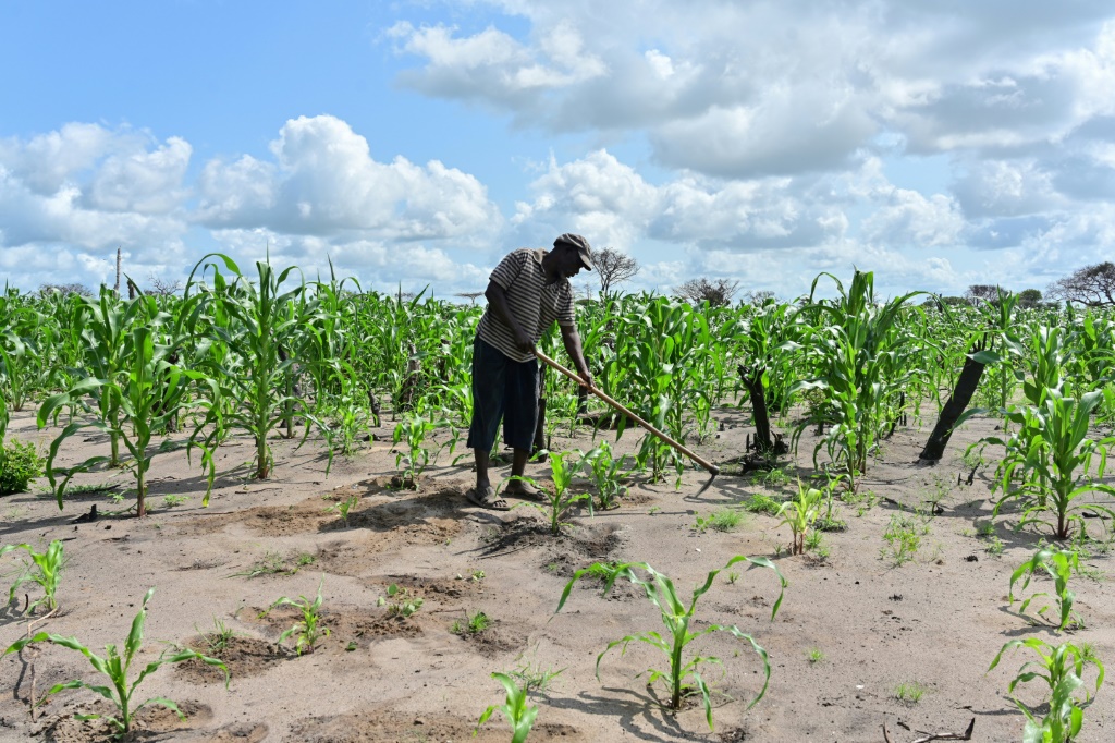 الزراعة هي أكبر مساهم منفرد في اقتصاد كينيا (أ ف ب)   