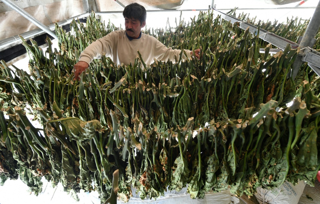 المزارع القيرغيزي أسكاربيك دويشيف يعتني بتجفيف التبغ (أ ف ب)   