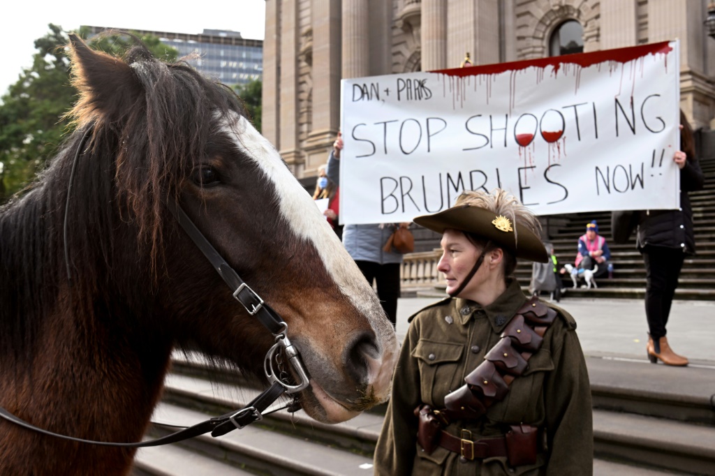 صورة أرشيفية لحصان بري في ملبورن في 8 حزيران/يونيو 2022 خلال تحرك احتجاجي على إعدام هذا النوع من الحيوانات في المتنزهات الأسترالية (ا ف ب)