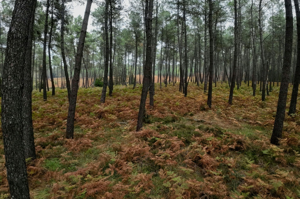 أشجار صنوبر في غابة قرب مدينة بواتييه في غرب فرنسا في 13 تشرين الأول/أكتوبر 2023 (ا ف ب)