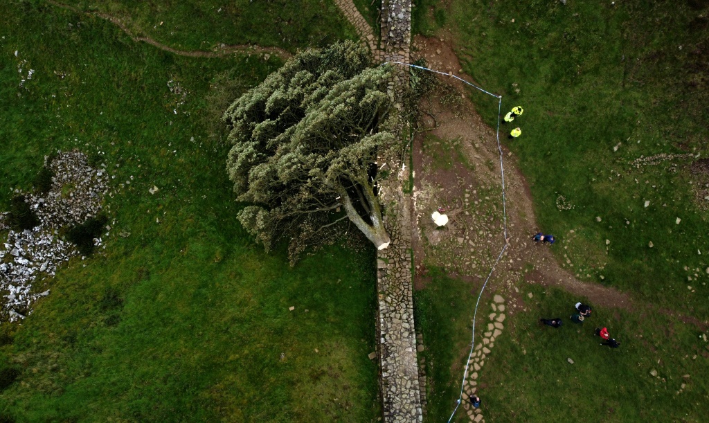 لقطة جوية تظهر شجرة سيكامور غاب مقطوعةً قرب جدار هادريان في شمال انكلترا بتاريخ 28 أيلول سبتمبر 2023 (ا ف ب)