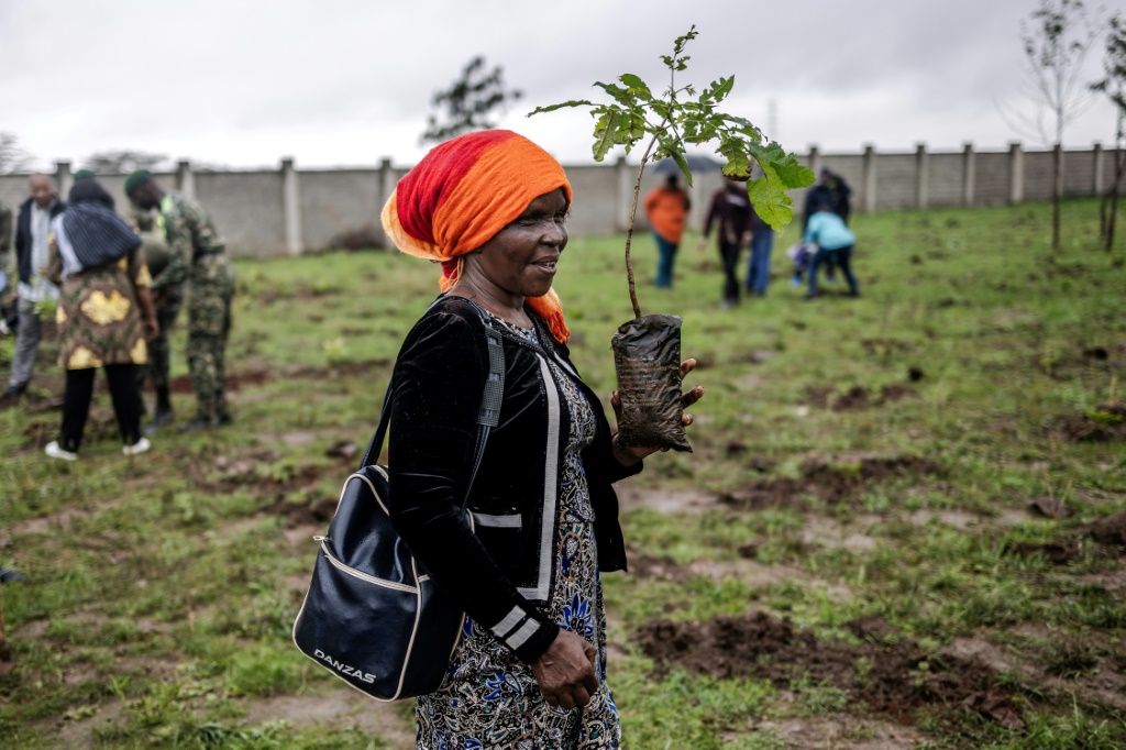 امرأة كينية تحمل غرسة شجرة لزرعتها بمناسبة عطلة رسمية مخصصة لتحفيز المواطنين على التشجير في 13 تشرين الثاني/نوفمبر 2023 في العاصمة الكينية نيروبي (أ ف ب)   