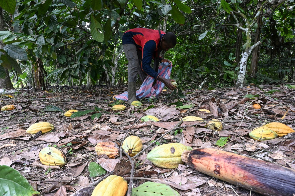    عامل يجمع حبوب الكاكاو في مزرعة في هيرمانكونو بساحل العاج في 14 تشرين الثاني/نوفمبر 2023 (أ ف ب)    