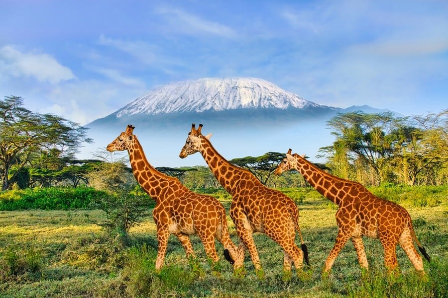 زيارة لمحبي الطبيعة إلى حدائق ومحميات كينيا الوطنية (سيدتي)