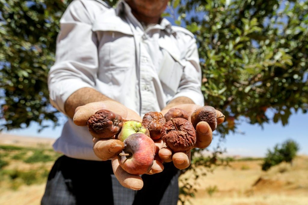المزارع السوري زياد رنكوسي وثمار التفاح المضروب بسبب التغير المناخي في حقله في رنكوس قرب دمشق في 11 أيلول/سبتمبر 2023 (ا ف ب)   