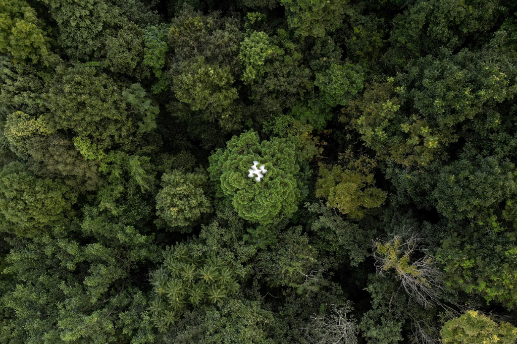 تعد الطائرات بدون طيار جزءًا من ترسانة متطورة بشكل متزايد يستخدمها العلماء لفهم الغابات ودورها في المعركة ضد تغير المناخ ( ا ف ب)