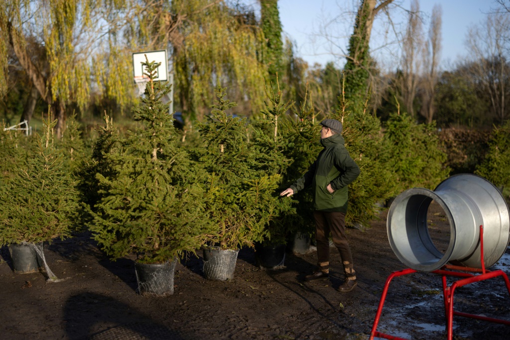 زبون يختار شجرة ليستأجرها لعيد الميلاد في شركة "لندن كريسمس تري رانتل" في العاصمة البريطانية بتاريخ الثامن من كانون الأول/ديسمبر 2023 (أ ف ب)   