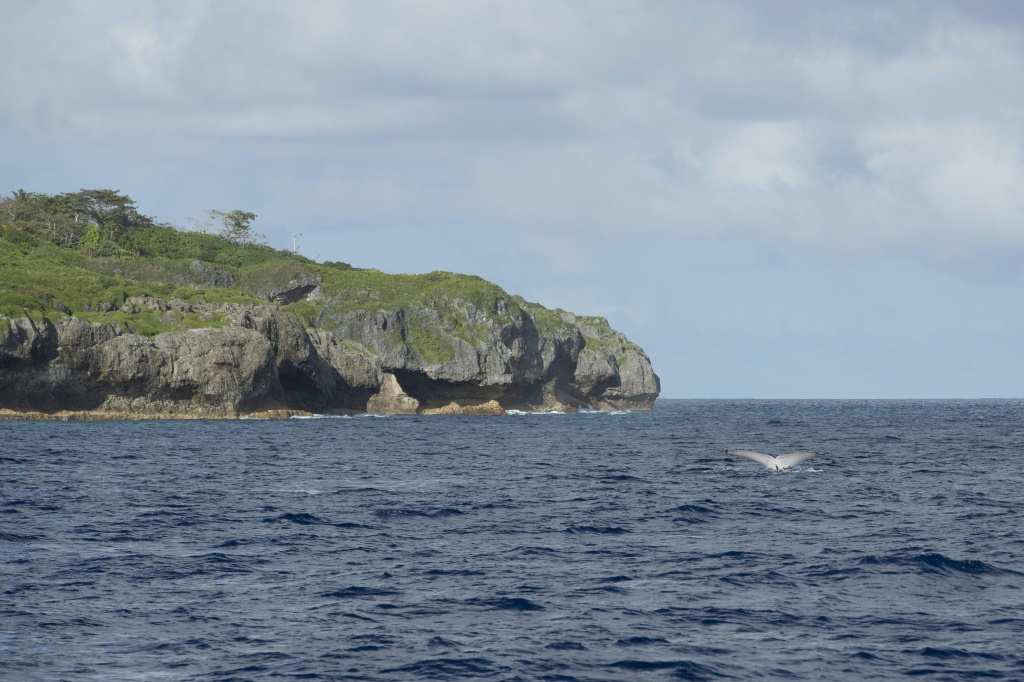 حوت قرب جزيرة نيوي في جنوب المحيط الهادئ في 11 أيلول/سبتمبر 2018 (ا ف ب)