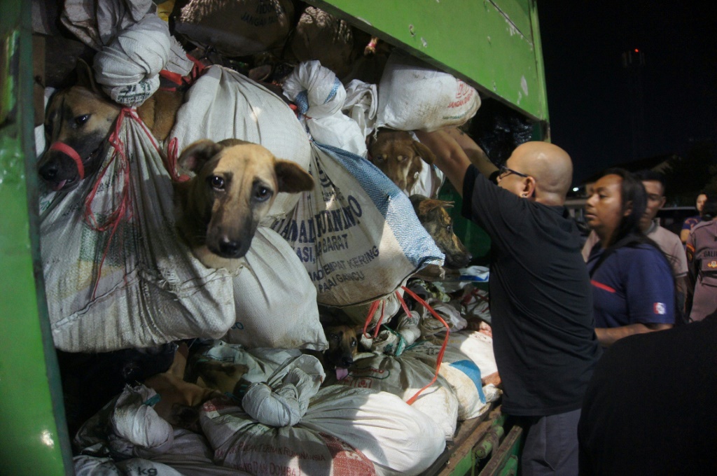 ناشطون من جمعية الرفق بالحيوان في اندونيسيا تفتش شاحنة تقل كلابا معدة للاستهلاك بعدما ضبطتها الشرطة في سيمارانج في 6 كانون الثاني/يناير 2024. (أ ف ب)   