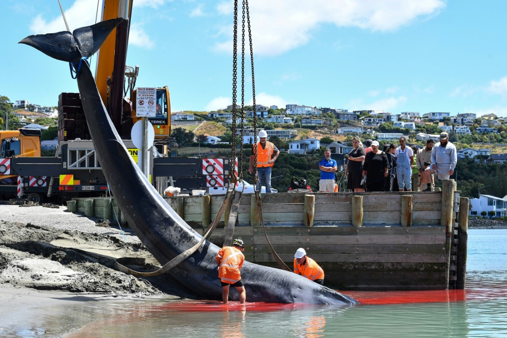 يتجمع الناس على شاطئ في نيوزيلندا بينما يتم سحب الحوت الصغير الذي مات في جنوح نادر إلى الشاطئ. (ا ف ب)