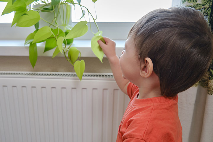 نباتات منزلية قد تعرّض حياة طفلك للخطر(الاسرة)