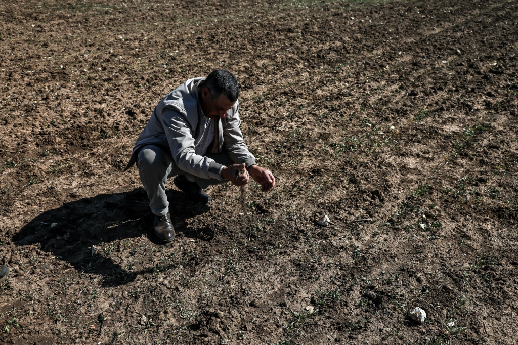 مزارع مغربي داخل حقله الذي يعاني جفافا شديدا في برشيد التي تبعد 40 كلم جنوب شرق الدار البيضاء في السابع من شباط/فبراير 2024 (أ ف ب)   