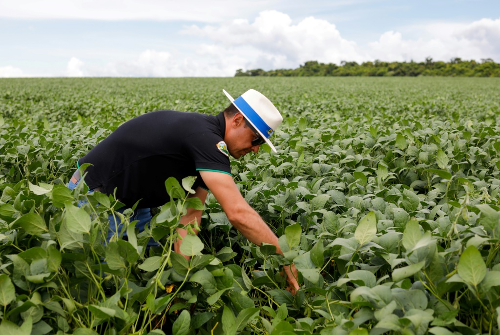المهندس الزراعي أدريانو كروفينيل يتفقد نباتات فول الصويا التي يملكها في مونتيفيديو بالبرازيل (أ ف ب)   