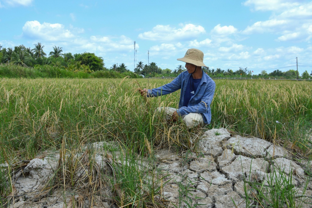 مزارع ينظر إلى محصوله في حقل أرز جاف في مقاطعة كا ماو بجنوب فيتنام، والتي عانت من موجة حر طويلة بشكل غير طبيعي في فبراير (ا ف ب)   