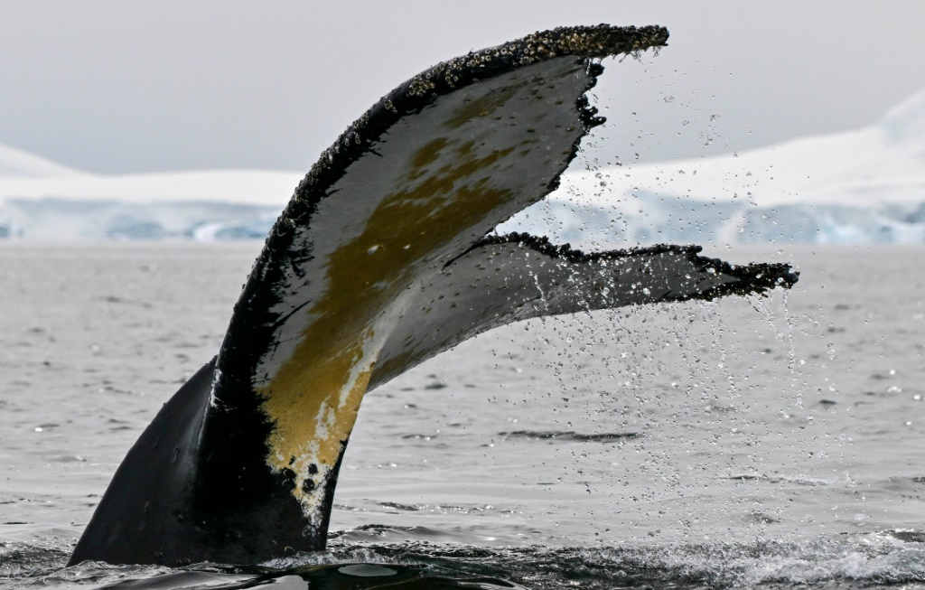 يعد التعرف على الصور أمرًا شائعًا في دراسة الثدييات البحرية، على الرغم من أن استخدام التعرف على المصادفة يُستخدم بشكل شائع مع الحيتان الحدباء بسبب علاماتها الفريدة وعاداتها في رفع ذيولها خارج الماء أثناء الغوص (أ ف ب)   