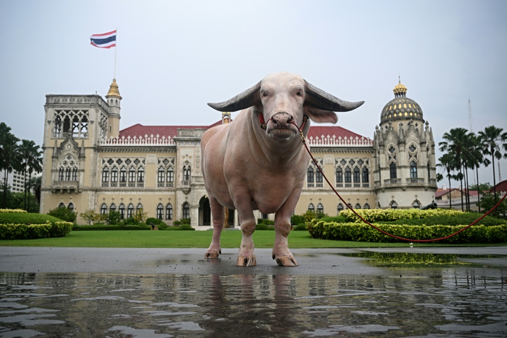كو موانغ فيت، وهو جاموس أمهق بيع بسعر قياسي، يقف أمام مقر الحكومة بعد تقديمه إلى رئيس الوزراء التايلاندي في بانكوك في 20 آذار/مارس 2024. (ا ف ب)