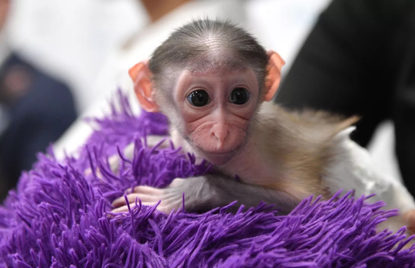 قرد صغير، ولد في 1 نوفمبر/ تشرين الثاني، في حديقة الحيوانات "كوكب القرود والقطط البرية" (سبوتنيك)