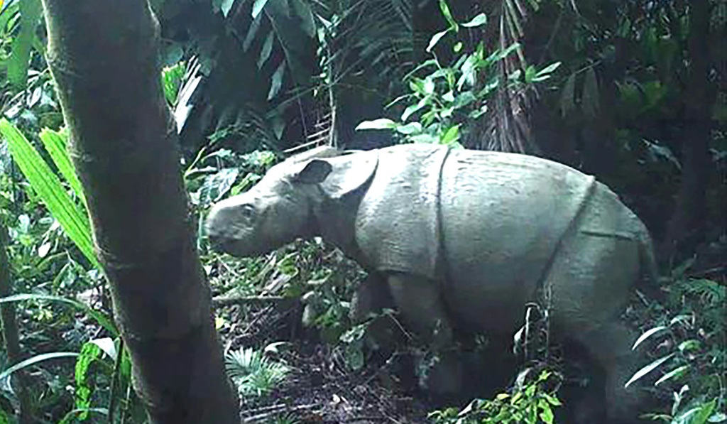 كان صغير وحيد القرن يسير مع أمه في المحمية التي تبلغ مساحتها 120 ألف هكتار من الغابات المطيرة والممرات المائية والواقعة في الطرف الجنوبي الغربي من جاوة (أ ف ب)