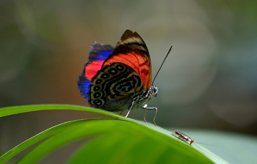صورة التقطت في 28 آذار/مارس 2024 لفراشة في الغابة الأمازونية داخل محمية كويابينو في الإكوادور (ا ف ب)