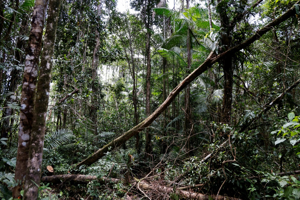توصلت دراسة عالمية كبرى إلى أن الأساليب القائمة على السوق في الحفاظ على الغابات لم تحقق سوى تقدم ضئيل في وقف إزالة الغابات، بل إنها أدت في بعض الحالات إلى تفاقم عدم المساواة الاقتصادية. (أ ف ب)   