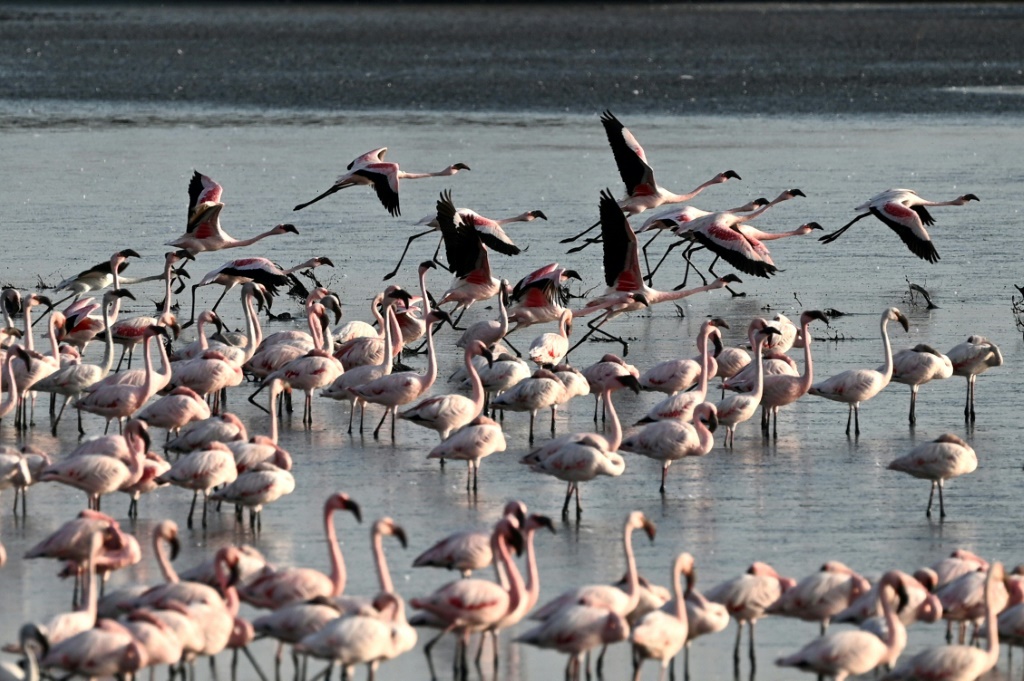 طيور النحام في بحيرة في مومباي، شوهدت في مايو 2023 (ا ف ب)