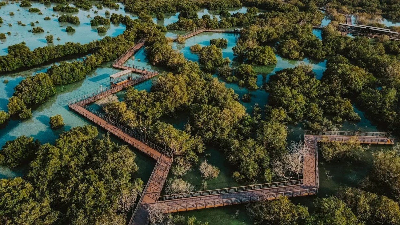 الإمارات سباقة في الحفاظ على أشجار القرم.. رغم خشية انقراضها عالمياً (زهرة الخليج)