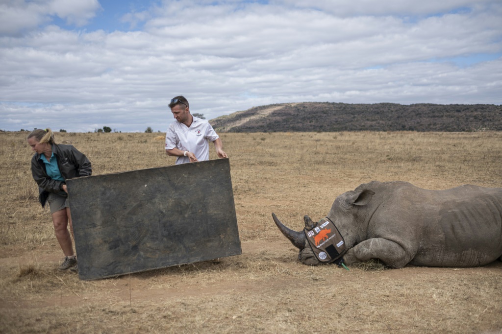 أعضاء من مشروع "ريسوتوب" قرب وحيد قرن نائم في موكوبانه في جنوب أفريقيا بتاريخ 25 حزيران/يونيو 2024 (ا ف ب)   