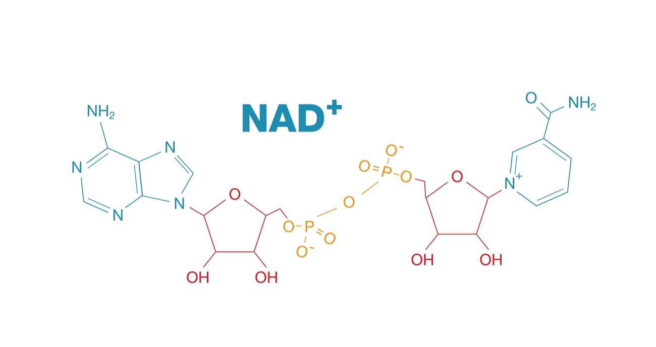 ما هو NAD+؟ (إنستغرام)