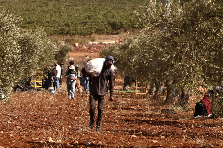 مزارع فلسطيني يحمل كيسا من الزيتون خلال القطاف في حقل جنوب نابلس في 15 تشرين الأول/أكتوبر 2024 (أ ف ب)
