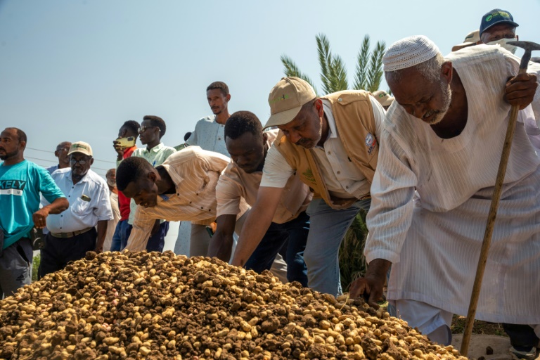 مزارعون يحصدون الفول السوداني في مشروع حلفا الزراعي المروي بولاية كسلا شرقي السودان في 20 تشرين الأول/أكتوبر 2024 (ا ف ب)