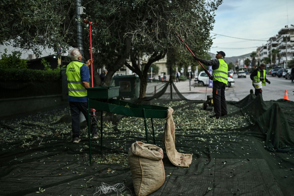 موظفون في البلدية يحصدون الزيتون من أشجار مزروعة على الأرصفة في غليفادا جنوب أثينا بتاريخ 21 تشرين الثاني/نوفمبر 2024 (أ ف ب)   