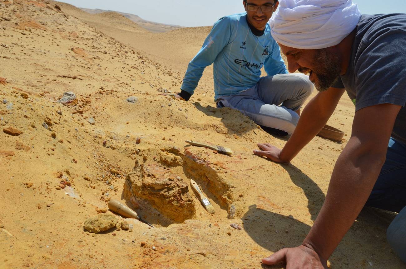 الدكتور هشام سلام مؤسس مركز الحفريات بجامعة المنصورة خلال الرحلة الاستكشافية بمنخفض الفيوم (سلام لاب)