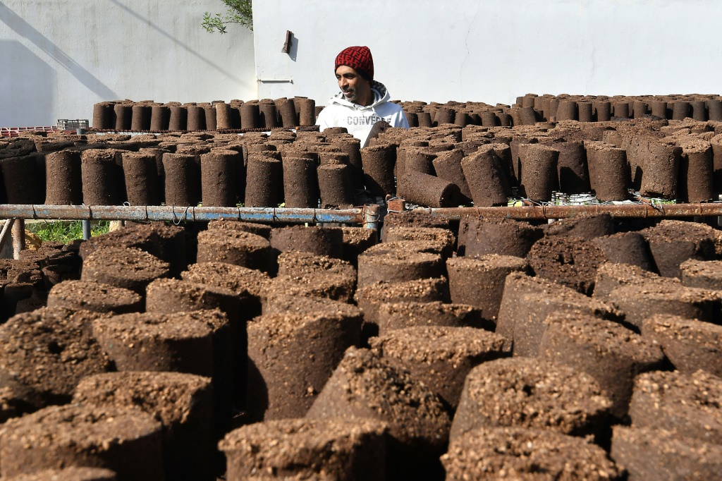 لفائف من بقايا الزيتون تحت بيت زجاجي لشركة ناشئة تُدعى Bioheat في 3 أذار/مارس 2025 في صنهاجة بالقرب من تونس العاصمة (أ ف ب)   
