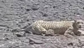 فهد أمياس في الجزائر (مواقع التواصل)