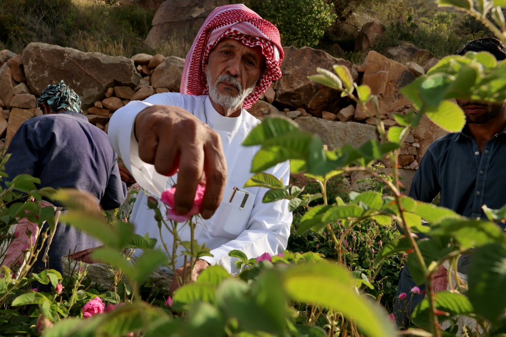 السعودي خلف الله الطلحي يقطف زهورا في مزرعته في الطائف في غرب السعودية في 9 نيسان/ابريل 2025 (أ ف ب)   