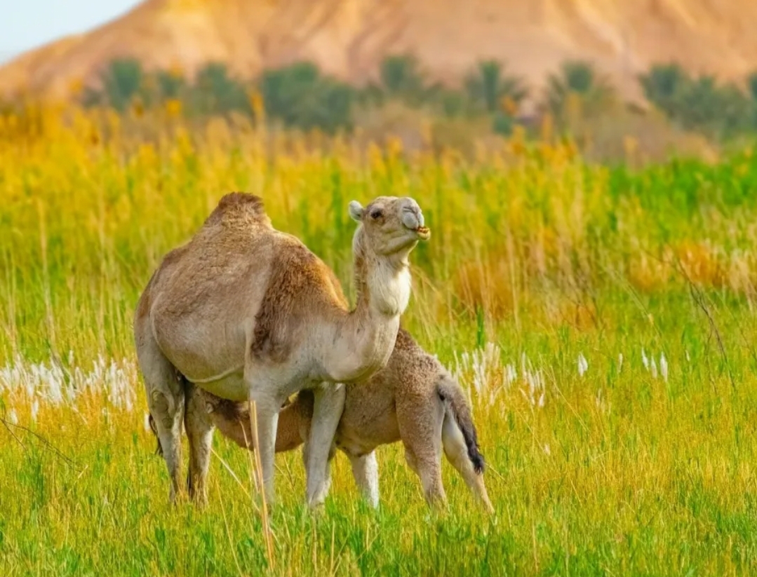 اليوم العالمي للإبل: بعد قراءة هذا الموضوع لن تتخلي عن حليب الإبل ولحمه (بيكسلز)