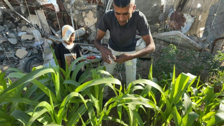 المزارع الفلسطيني ابراهيم ابو جبل وسط الارض التي استصلحها ليزرعها بالخضر في قطاع غزة (أ ف ب)