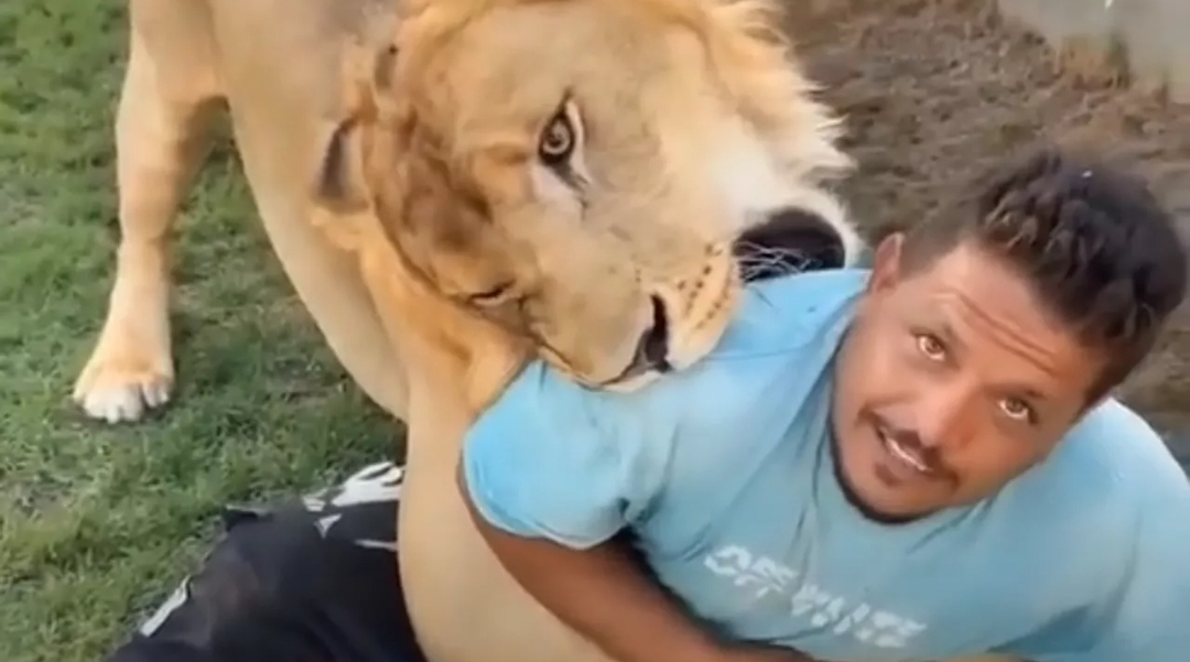 مشهد أثار غضبا كبيرا.. ليبي يطلق أسده على عامل مصري (متداول على منصة إكس)