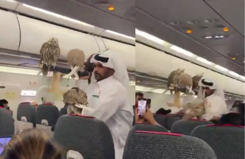 صقور على متن طائرة بصحبة مواطن خليجي.. مشهد غير مألوف يثير الجدل (متداولة على مواقع التواصل الاجتماعي)