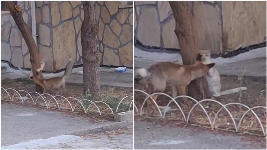 ثعلب وقطة ينسجان صداقة في حديقة تركية (الأناضول)