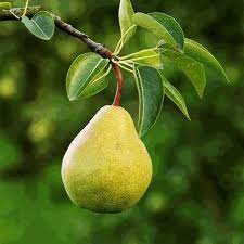  إجاص أوسوري أو Pyrus ussuriensis (مواقع التواصل)