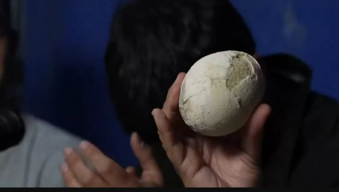اكتشاف بيضة ديناصور بحالة مذهلة في الأرجنتين (متداول على منصة إكس)