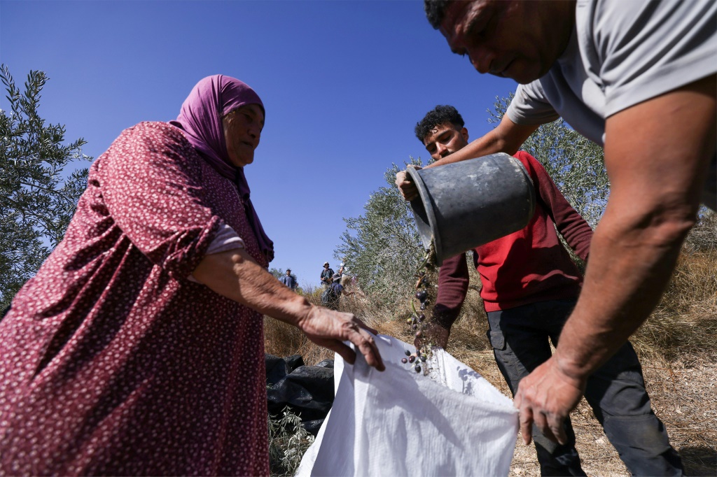 فلسطينيون يحصدون الزيتون في قرية ترمسعيا بالقرب من رام الله في الضفة الغربية، في 20 تشرين الأول/أكتوبر 2025 (ا ف ب)