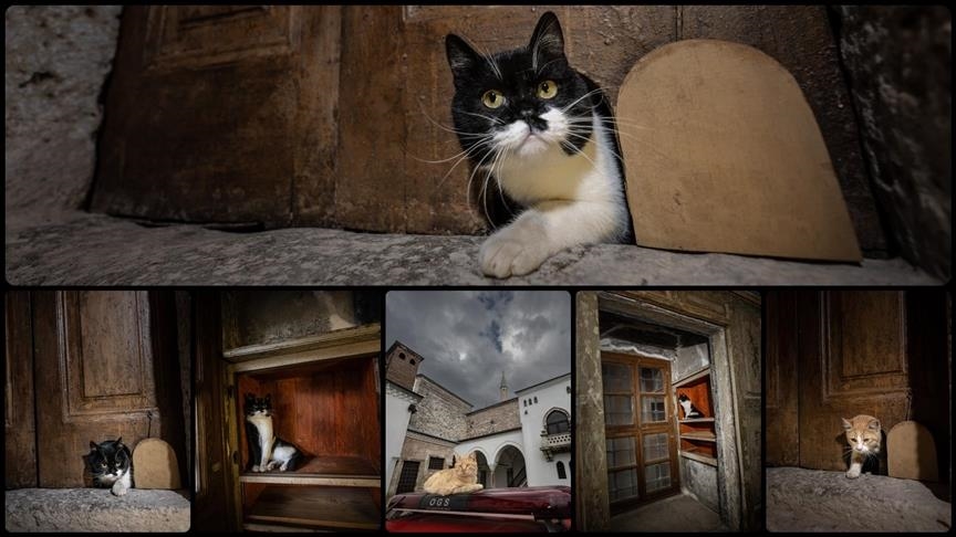 (باب القطط) في طوب قابي بإسطنبول.. أثر عثماني يجسد الرفق بالحيوان (الأناضول)