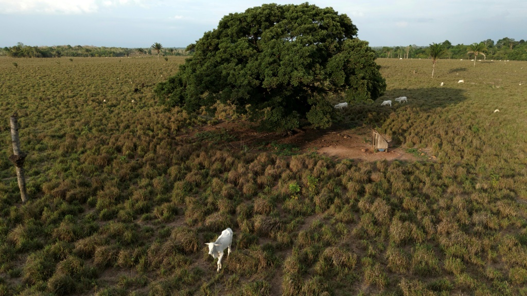 صورة جوية للماشية على مشارف ماي دو ريو، في ولاية بارا، في الأمازون البرازيلية، في 11 كانون الأول/ديسمبر 2024 (ا ف ب)