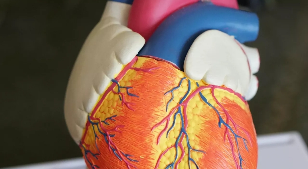 دراسة: الإنفلونزا ترفع خطر النوبات القلبية 4 أضعاف لأسابيع بعد الشفاء (أونسبلاش)