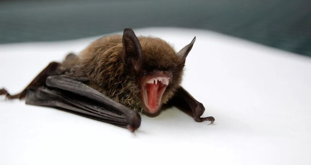 جائحة محتملة تلوح في الأفق.. اكتشاف فيروس كورونا جديد في خفافيش البرازيل (أونسبلاش)