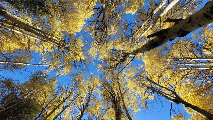 لوحات خريفية آسرة في قارص التركية (الأناضول)