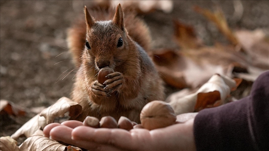 في حديقة بأنقرة.. سناجب تتغذى على محبة الزوار (الأناضول)