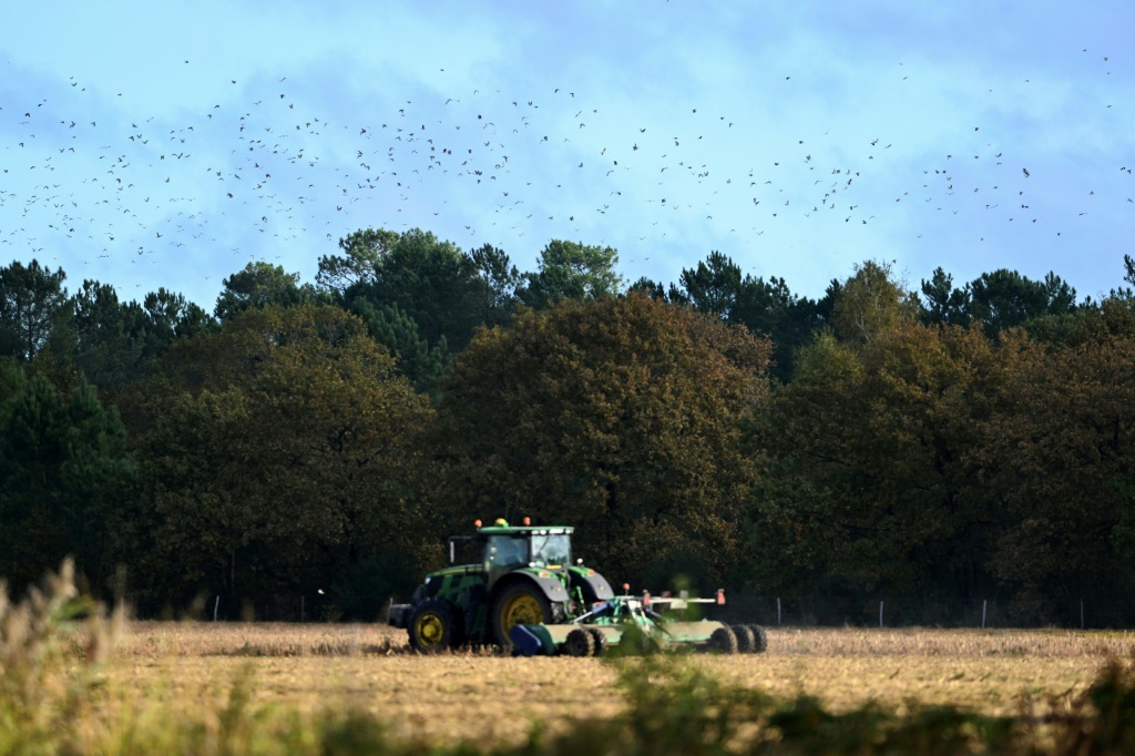 حقل ذرة قرب أرجوزانكس في جنوب غرب فرنسا في 30 تشرين الأول/أكتوبر 2025 (ا ف ب)